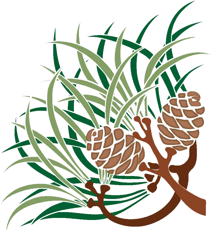 Pine (915x984), Png Download