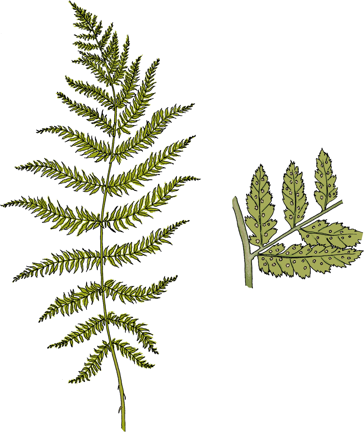 Ferns - Pond Pine (1500x1724), Png Download