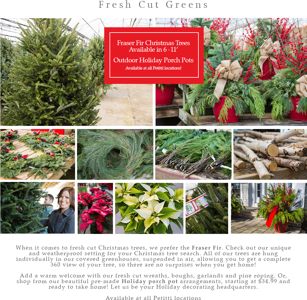 Christmas Tree (980x1002), Png Download