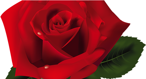 Rosas Vermelhas Png - Clipart Roses Png (500x263), Png Download
