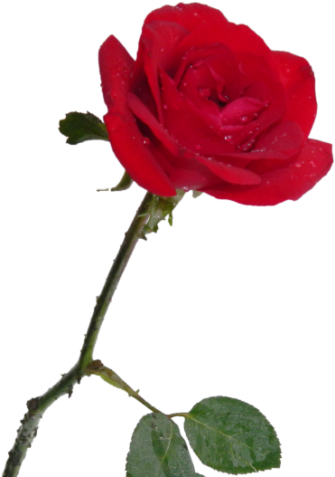 Rosa Vermelha - Avulso - Unidade - Imagens De Rosa Vermelha (480x559), Png Download