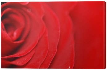 Quadro Em Tela Fundo De Uma Rosa Vermelha Fade • Pixers® - Garden Roses (400x400), Png Download