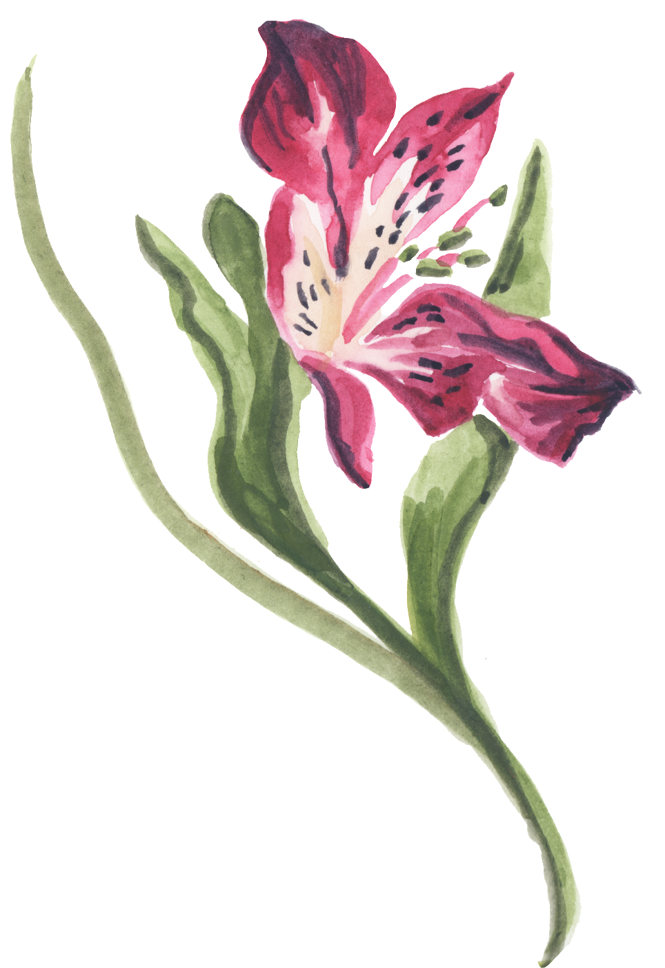 Png De Ornamentação De Cor De Rosa Vermelha - Watercolor Painting (1024x1410), Png Download