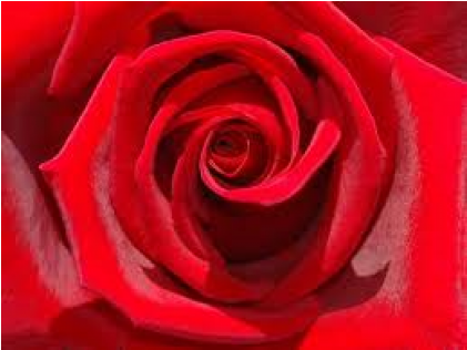 Red Rose Flowers (600x315), Png Download