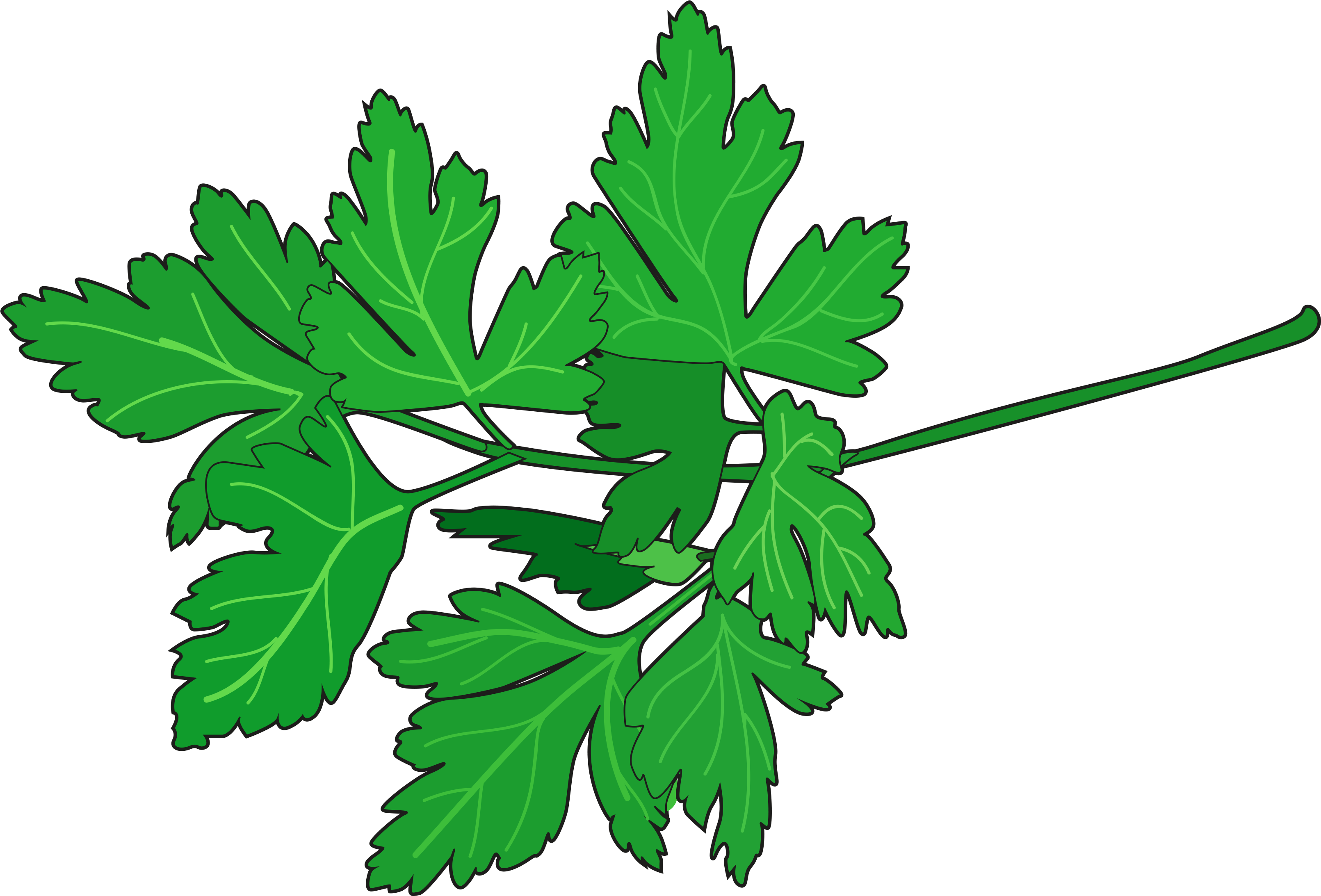 Perejil - Perejil Dibujo Png (3508x2480), Png Download