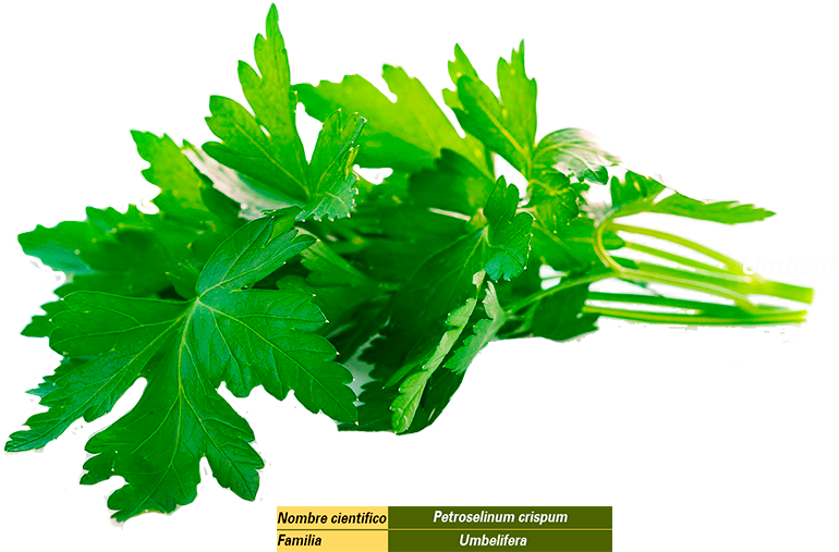 Considerado Como Condimento, Se Cultiva Por Sus Hojas, - Remedio Para Aliviar El Dolor De Muela Casero (800x530), Png Download