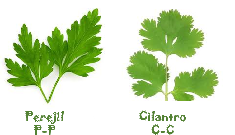 Cilantro, Red, Food And Drink, Healthy Lunches, Recipes, - Zazzle Dual Control Freak Key Ring (754x466), Png Download