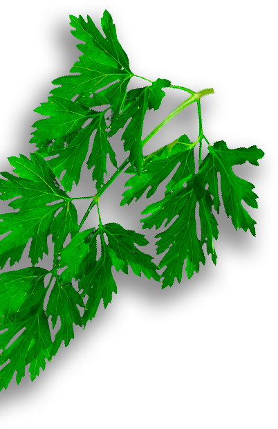 A Daring Combination With An Exotic Smell And A Unique - Gambel Oak (402x620), Png Download