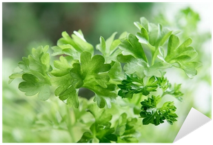 Vinilo Pixerstick Primer Plano De Perejil Fresco • - Parsley (400x400), Png Download