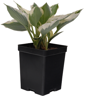 Plantain Lilies (375x375), Png Download