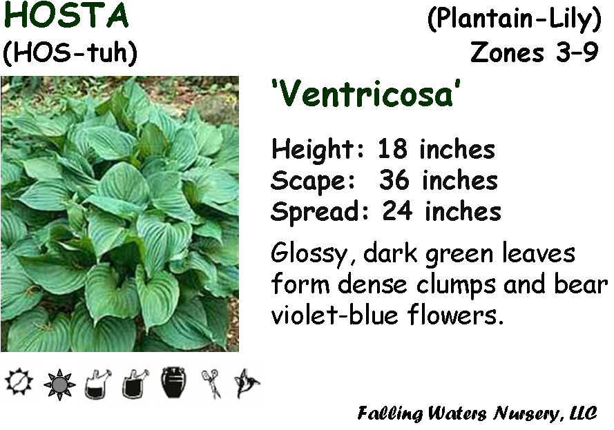 Available In 1-2 Gallon Pot - Anterior Inferior Tibiofibular Ligament (907x638), Png Download