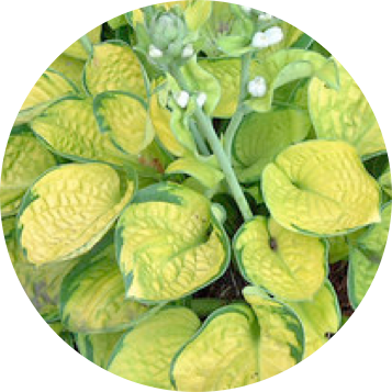 Fertile, Well Drained - Hosta Rainforest Sunrise (357x357), Png Download