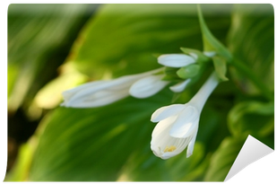 Summer White Flowers (400x400), Png Download