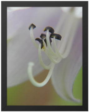 Japanese Honeysuckle (400x400), Png Download