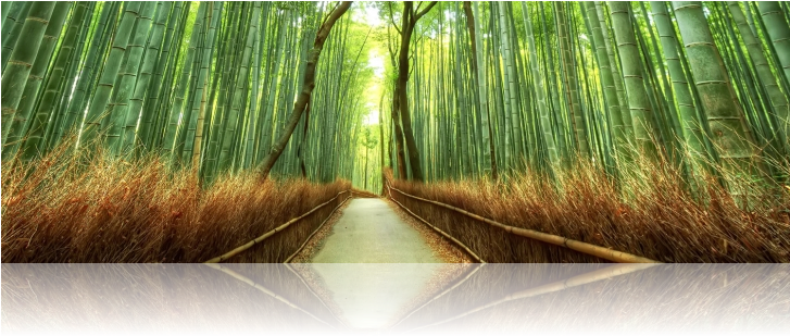 We Can Bring In 20 Foot Divisions Of Large Timber Bamboos - Arashiyama Bamboo (736x324), Png Download