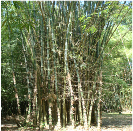 Arundinaria Racemosa, New Shoots - Grove (465x462), Png Download