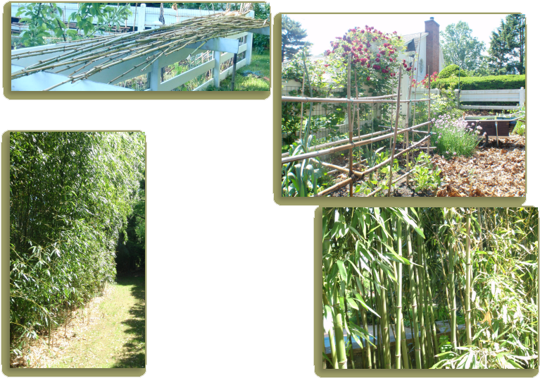 A Beautiful Bamboo Screen At The Edge Of The Garden - Tree (780x551), Png Download