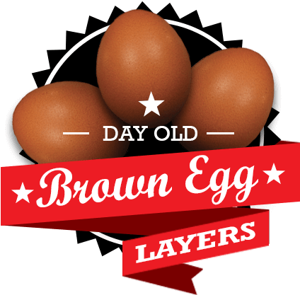 Brown Egg Layer Chicks For Sale By Mail Order - Tough Times Dont Last Tough People Do Tmt (457x457), Png Download