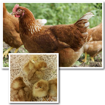 Novogen Brown Egg Layer Near California, Oregon, Washington, - Kaveri Breed Of Chicken (360x360), Png Download