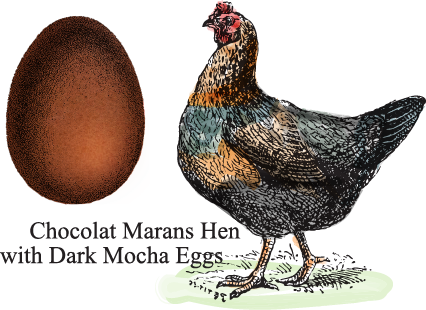 Certified Humane Free Range - Andean Blue Eggs (426x310), Png Download