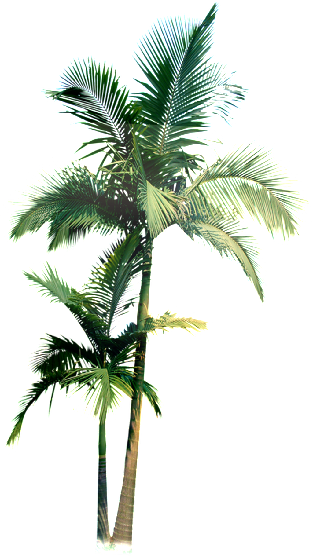 Two High And Low Sized Coconut Trees Transparent Plant - Palmier Photoshop (1024x1820), Png Download