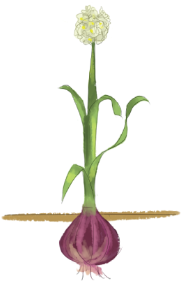 Image Result For Onion Plant Parts Of A Plant, Planting - Parts Of Onion Plant (416x419), Png Download