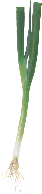 Scallion - Portable Network Graphics (866x650), Png Download