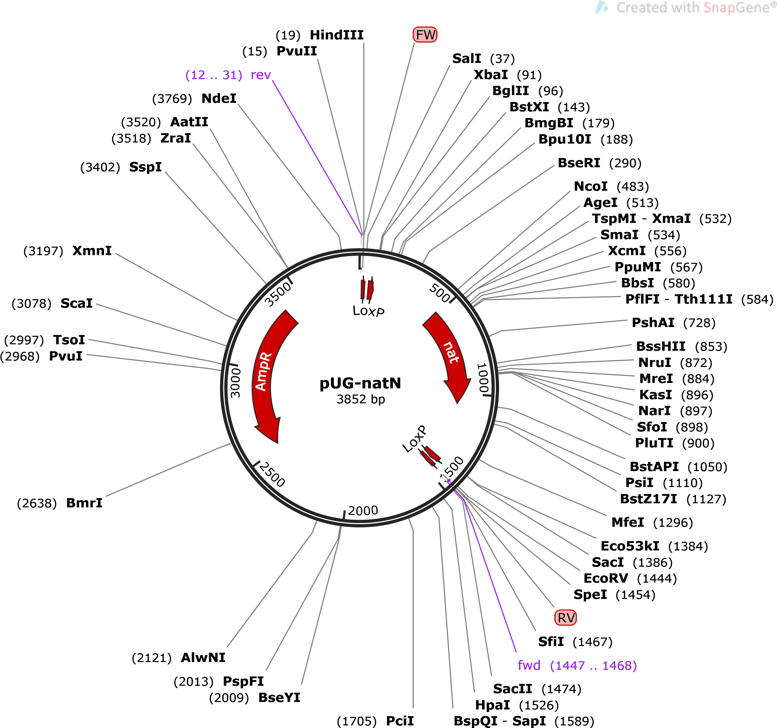 Enlarge - Download - Diagram (3125x2912), Png Download