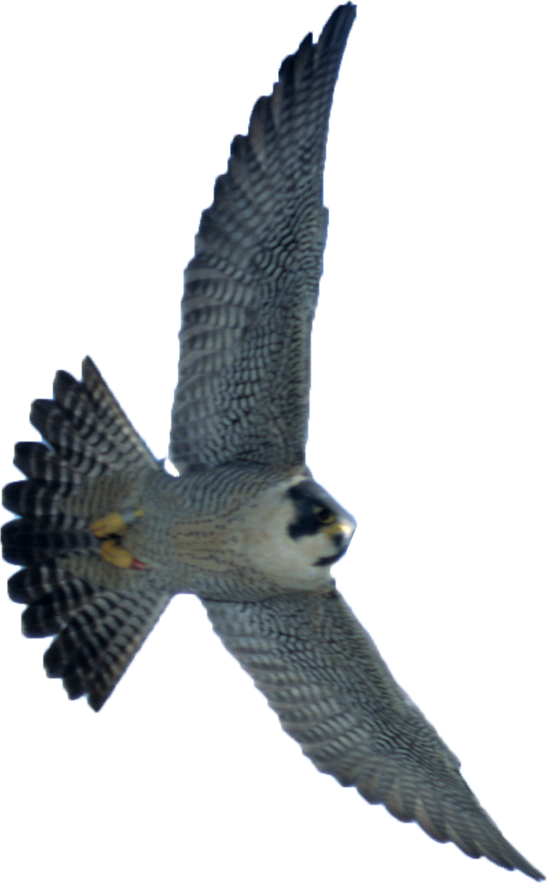 Welcome To Ohio's Live, Web-based Video Streams Of - Peregrine Png (795x1282), Png Download