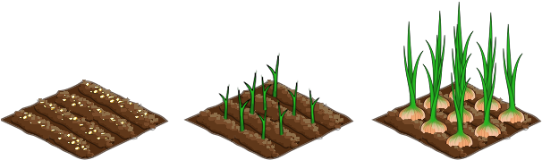 Onion Stages - Stages Of Garlic (666x196), Png Download