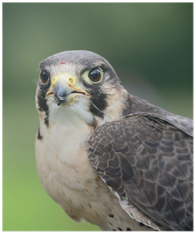 Red-tailed Hawk (400x400), Png Download