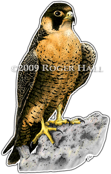 Peregrine Falcon Decal - Colors Of A Falcon (376x590), Png Download