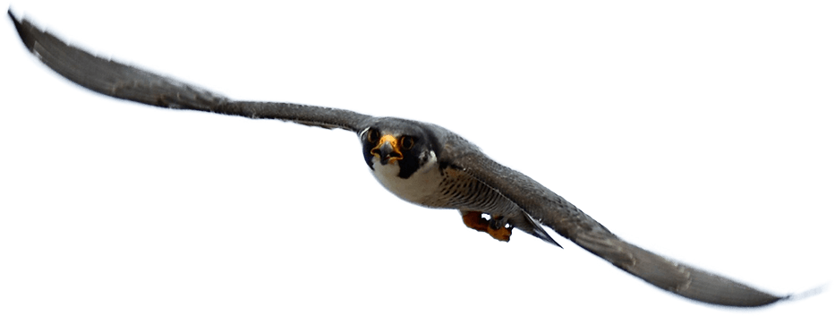 Genesee Valley Audubon Society Is A 501 (3) Not For - Education (933x353), Png Download