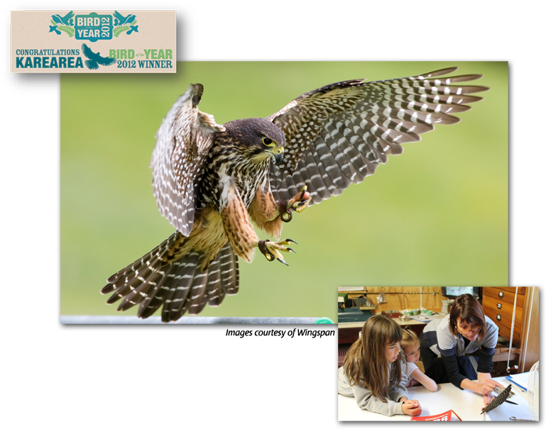 Falcon Conservation - New Zealand Falcon (960x672), Png Download