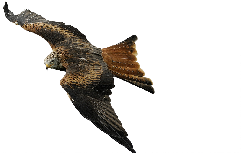 00 - 00 00 - - Bird Of Prey Png (804x504), Png Download