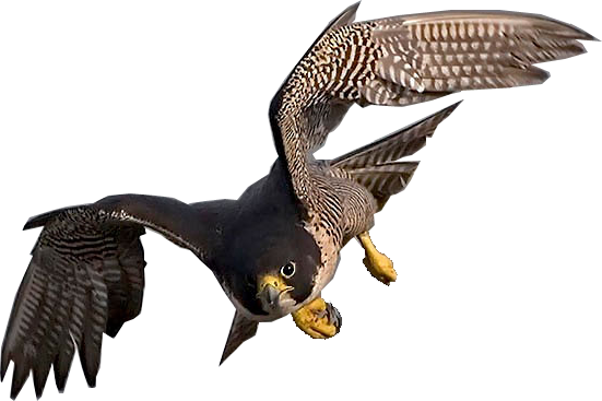 Falcon Wallpaper Lion Wallpaper, Birds Of Prey, Raptors, - Biodiversity (551x367), Png Download