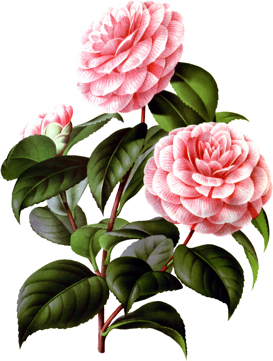 Hand Painted Realistic Camellia Flower Branches Flowers - 'paris Blanc Ii' Graphic Art Print House (1024x1280), Png Download