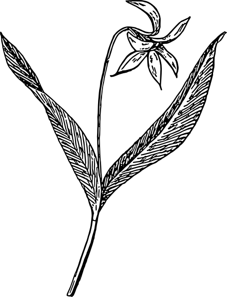 Traceable Flowers - Violet Plant Flower Black And White (456x596), Png Download