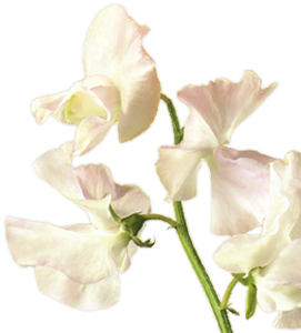 Image Result For Japanese Sweet Pea Flower White - Sweet Pea Flower Drawing (400x300), Png Download