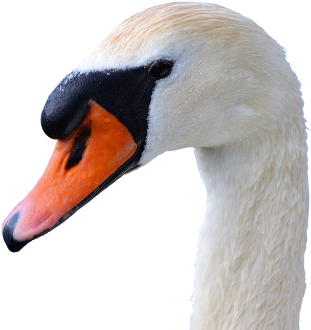 Framed Art For Your Wall Swan Head Swan Bill Water - Cb Png Edits Logo Water Editors (708x720), Png Download
