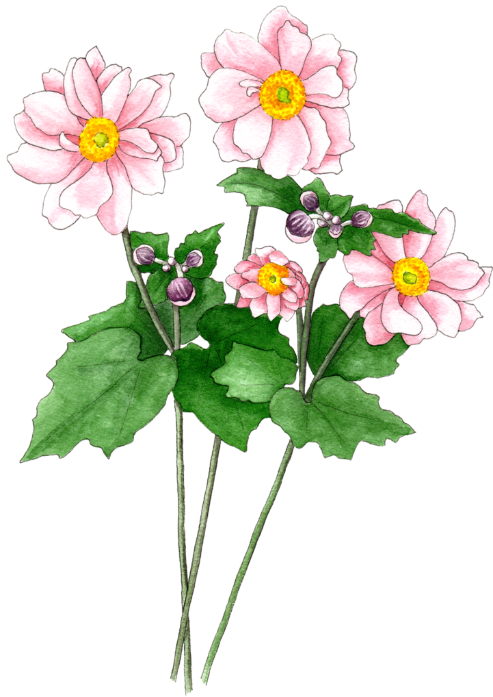 Japanese Anemones Pink - Zinnia Angustifolia (720x1024), Png Download