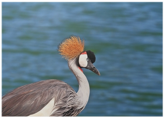 Canada Goose (400x400), Png Download
