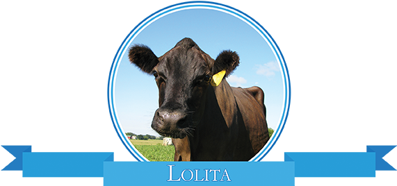 Adopt Lolita - Dairy Cow (600x310), Png Download