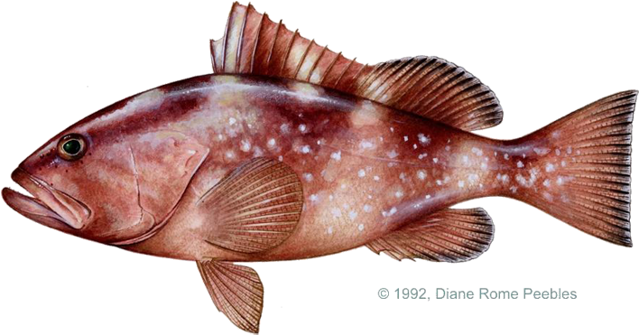 Groupers Of The Bahamas (720x386), Png Download