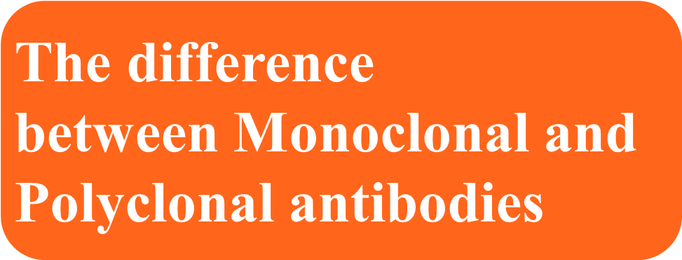 Krak Des Chevaliers (1011x385), Png Download