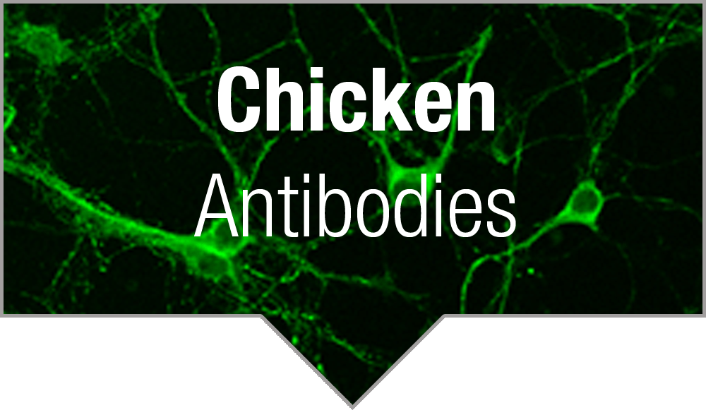 1001 Deadly Checkmates (1000x581), Png Download