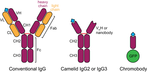 Chromobody Schematic - Camelid Antibodies (500x244), Png Download