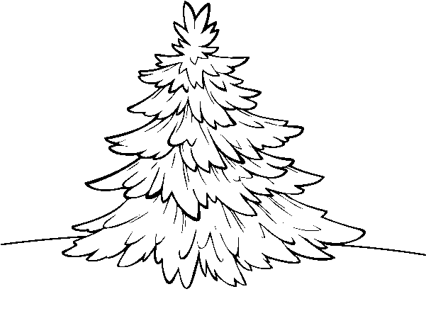 Silver Fir Coloring Page - Abeto De Colorado Dibujo (600x470), Png Download
