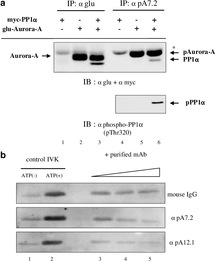Exploitation Of Anti Phospho Thr288 Aurora A Monoclonal - Myc-tag (707x870), Png Download