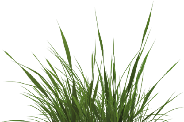 Drawn Grass Transparent - Grass Texture Png (640x480), Png Download